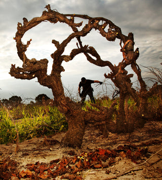 Cirillo Estate Wines