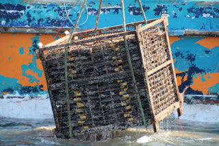 Vinamaris Blanco 2023